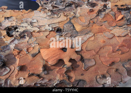 Configurazione astratta di corteccia di albero simile a una pila di pezzi di un puzzle Foto Stock