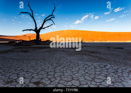 Soleggiato crinale contrasta con il nero silhouette di un albero morto e secco, sale incrinato velme stagionale del fiume nel deserto in Namibia Foto Stock