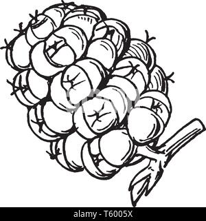 Questa immagine è un Sorosis(gelso). Si tratta di tipi di frutta. Si tratta di un gruppo di parti circolari; è cresciuto in un unico pezzo. Questo frutto è dolce, j Illustrazione Vettoriale