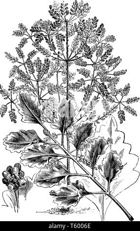 Una foto che mostra le foglie del Glauca varietà sono fan-a forma di cuneo, vintage disegno della linea di incisione o illustrazione. Illustrazione Vettoriale