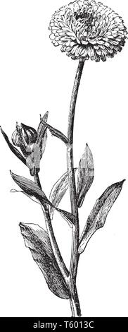 La Calendula Officinalis è calendula. I suoi fiori sono di colore giallo brillante, oro e di colore arancione, vintage disegno della linea di incisione o illustrazione. Illustrazione Vettoriale