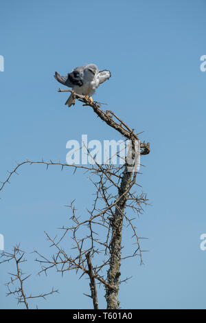 Nero kite con spallamento appollaiato su un intoppo, Tanzania Foto Stock