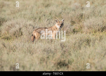 Golden jackal sulla savana, Tanzania Foto Stock