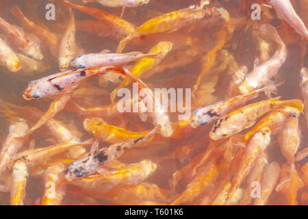 Un sacco di pesce rosso per il pesce la formazione di pallini sul lago Koggala, Galle district, Sri lanka Foto Stock