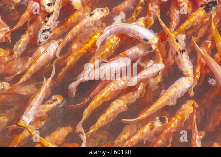 Un sacco di pesce rosso per il pesce la formazione di pallini sul lago Koggala, Galle district, Sri lanka Foto Stock