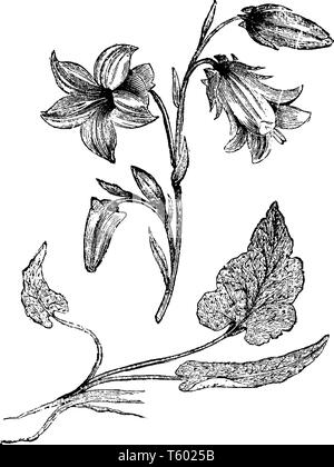 Campanula Sarmatica è una pianta flowering. È soft lavanda-lilla al grigio-blu fiori a forma di campanella, vintage disegno della linea di incisione o illustrazione. Illustrazione Vettoriale