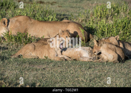 Lion cub sbadigli, Ndutu, Tanzania Foto Stock