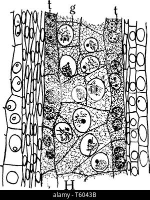 Si tratta di microspora antera vista del lobo. In questa successiva divisione simultanea delle cellule sono fatto. Tipo di successive in piante monocotiledoni e di successo Illustrazione Vettoriale