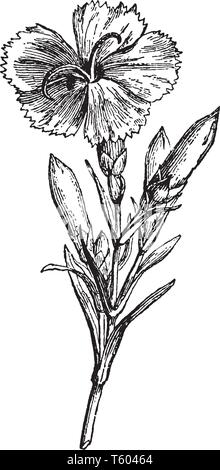 Questa immagine mostra chiodo di garofano fiore rosa noto come specie di garofano di Dianthus principalmente in Cina, vintage disegno della linea di incisione o illustrazione Illustrazione Vettoriale