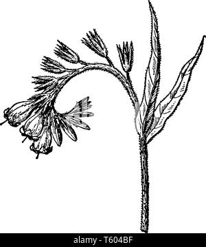 Una foto mostra un ramo e fiore di Comfrey conosciuta anche come Consolida. Si tratta di un'erba importante nel giardinaggio organico, avente molti medi Illustrazione Vettoriale