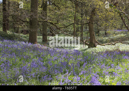 Tappeti delle Bluebells in primavera Foto Stock