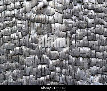 Vista da vicino a un legno bruciato dopo un incendio di foresta come allarme contro la distruzione di blaze della natura. Carbonizzati in legno grigio interni di registro come sfondo. Foto Stock