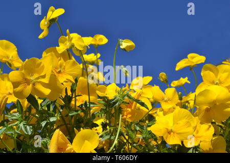 Splendido colore giallo brillante heartsease pansy fiori sul cielo azzurro sfondo in una soleggiata giornata estiva. Foto Stock