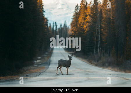 Cari crossing Bow Valley Parkway tra Banff e Lake Louise, Parco Nazionale, Viaggi Alberta, Canadian Rockies, natura selvaggia del Canada, America del Nord Foto Stock