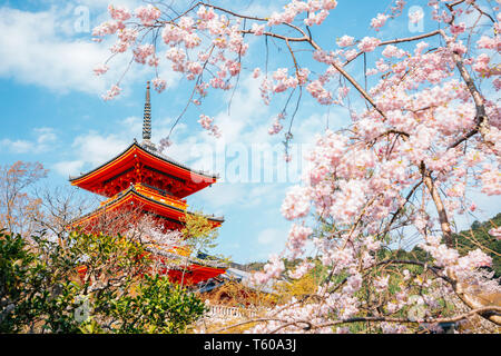 Kiyomizu-dera tempio con la fioritura dei ciliegi in Primavera a Kyoto, Giappone Foto Stock