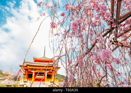 Kiyomizu-dera tempio con la fioritura dei ciliegi in Primavera a Kyoto, Giappone Foto Stock