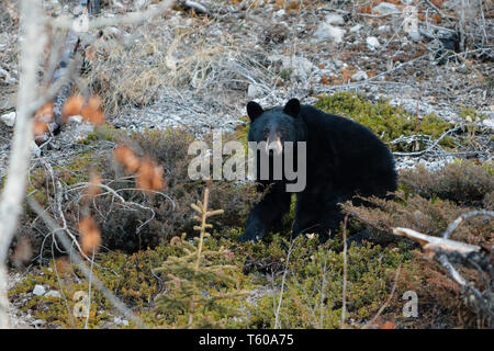 Parco Nazionale di Jasper, Alberta, Canada, orso nero wanders, Viaggi Alberta, Canadian Rockies, Icefields Parkway, il Lago Maligne, Banff, America del Nord la fauna selvatica Foto Stock