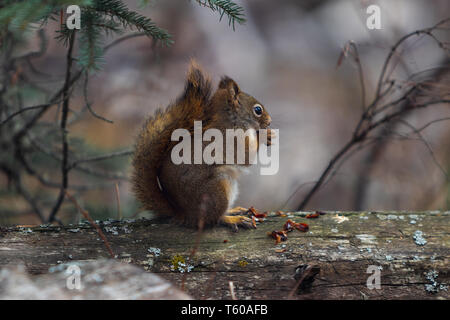 Lo scoiattolo in Canada, il Parco Nazionale di Banff, Jasper, Icefields Parkway, Bow Valley, Viaggi Alberta, Canadian Rockies, la fauna del Nord America, carino creatura. Foto Stock