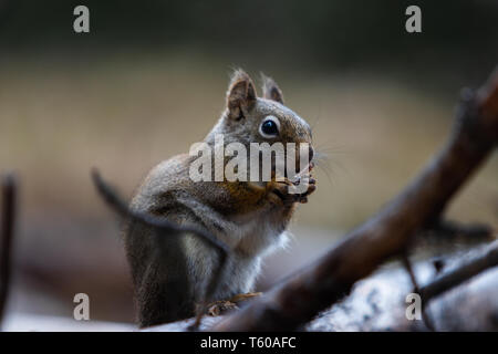 Lo scoiattolo in Canada, il Parco Nazionale di Banff, Jasper, Icefields Parkway, Bow Valley, Viaggi Alberta, Canadian Rockies, la fauna del Nord America, carino creatura. Foto Stock