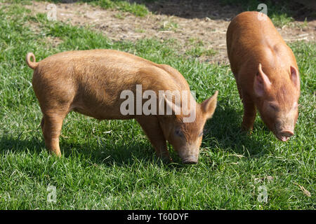 Tamworth suinetti in un campo Foto Stock