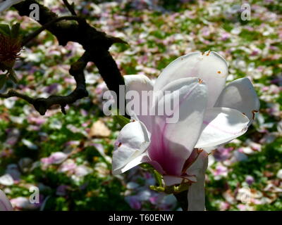 Primo piano di una magnolia fiore con petali di magnolia come uno sfondo sfocato Foto Stock