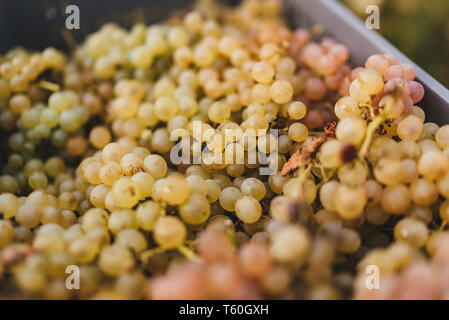 Appena raccolto uva durante il raccolto in Italia. Foto Stock