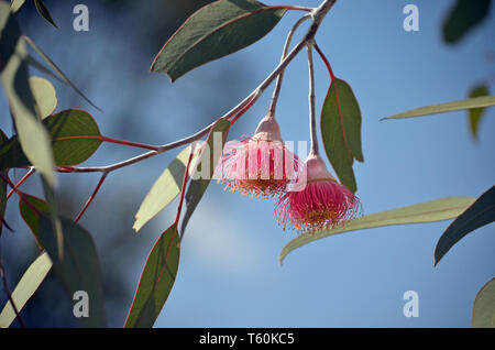 Due fiori rosa dei nativi australiani albero mallee Eucalyptus caesia, sottospecie magna, famiglia Myrtaceae, sotto un cielo blu. Foto Stock