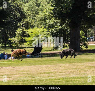 Due Kelpies australiani, il rosso e il nero a giocare nel parco Foto Stock