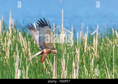 Western Marsh Harrier in volo (Circus aeruginosus) Foto Stock