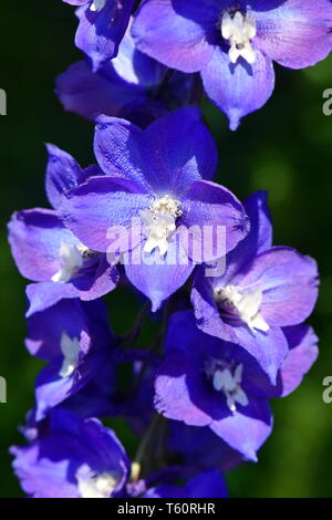 Primo piano su blu Delphinium fiori su sfondo verde scuro Foto Stock