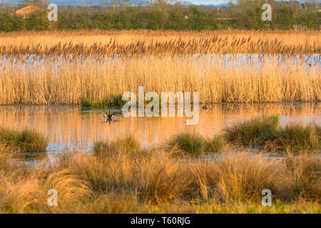 Il caldo sole di sera hits canneti a Wicken Fen nella Riserva Naturale del Cambridgeshire, East Anglia, Inghilterra, Regno Unito. Foto Stock