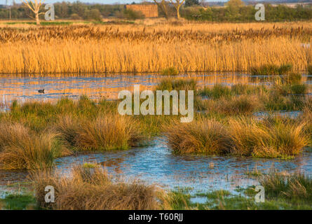 Il caldo sole di sera hits canneti a Wicken Fen nella Riserva Naturale del Cambridgeshire, East Anglia, Inghilterra, Regno Unito. Foto Stock