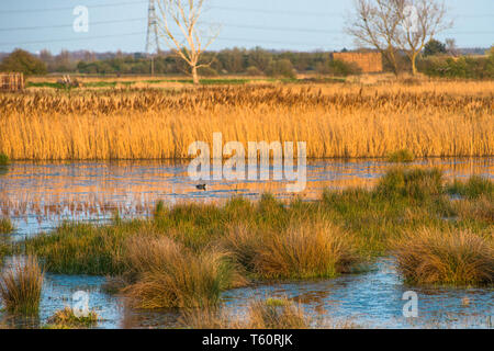 Il caldo sole di sera hits canneti a Wicken Fen nella Riserva Naturale del Cambridgeshire, East Anglia, Inghilterra, Regno Unito. Foto Stock