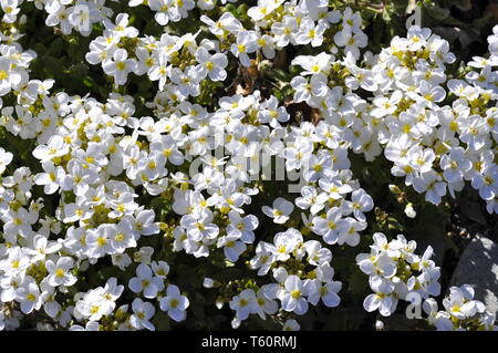 Fioritura rocce alpine-cress Arabis Alpina Foto Stock