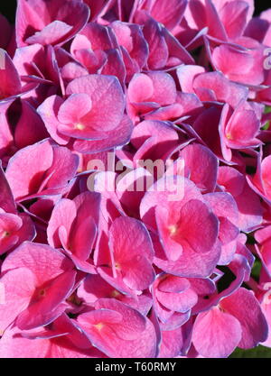 Primo piano sul rosa fiore mophead Hydrangea macrophylla con bordi blu Foto Stock