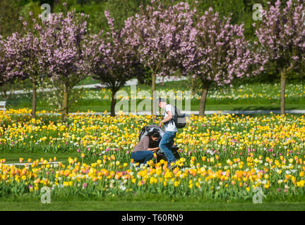 VOLCJI POTOK, Slovenia - 25 Aprile 2019: Spring tulip mostra di Volcji potok Arboretum vicino a Kamnik. Foto Stock