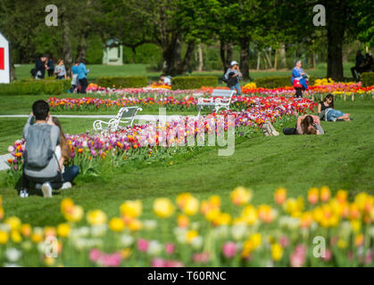 VOLCJI POTOK, Slovenia - 25 Aprile 2019: Spring tulip mostra di Volcji potok Arboretum vicino a Kamnik. Foto Stock