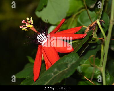 Rosso fiore della passione Passiflora racemosa Foto Stock