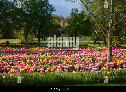 La molla tulip mostra di Volcji potok Arboretum vicino a Kamnik. Foto Stock