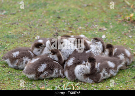 Madre di piccole oca egiziane con la sua famiglia carina di piccole fuggite nel parco per la colazione al mattino Foto Stock