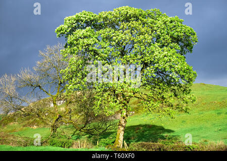 Bright Green Tree sotto il grigio scuro nuvole di tempesta Foto Stock