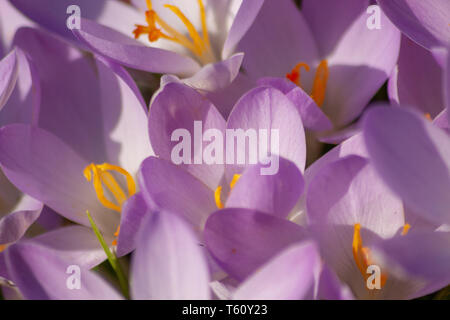 Ritratto di bellissimi fiori rosa-viola con intensi piselli gialli brillanti mostra la bellezza della primavera e i fiori filigranati in colpo pieno Foto Stock