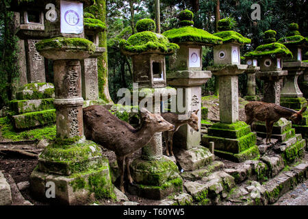 NARA, Giappone - 02 Aprile 2019: giovane cervo e pietre antiche lanterne giapponesi in Kasuga Grand Santuario, Nara, Giappone Foto Stock