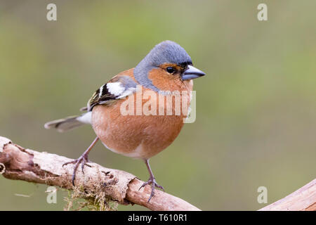 Fringuello maschio in primavera in Galles Foto Stock