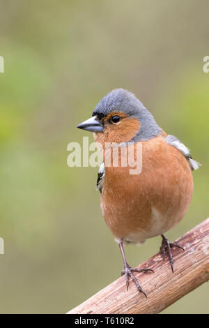 Fringuello maschio in primavera in Galles Foto Stock