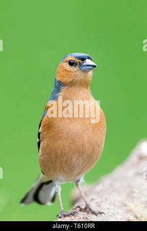 Fringuello maschio in primavera in Galles Foto Stock