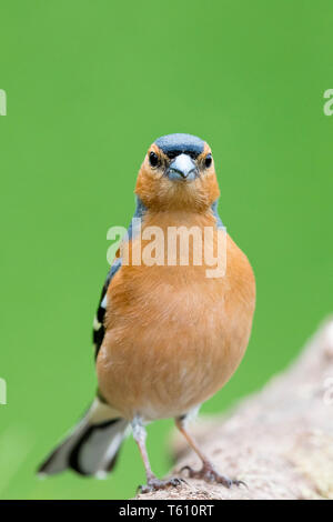 Fringuello maschio in primavera in Galles Foto Stock