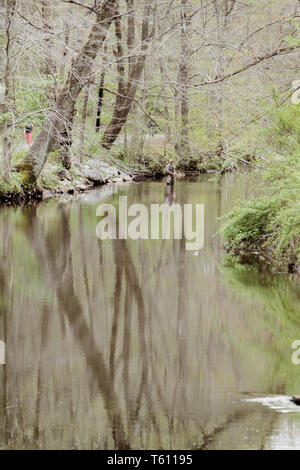Uomo di pesca in Ridley Creek, in Ridly Creek parco dello stato nella parte orientale della Pennsylvania. A metà giornata nella primavera del tempo. Foto Stock
