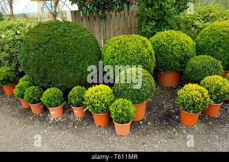 Buxus Ball potted box bussole dispongono di impianti per la vendita in un Durham Centro giardino Foto Stock