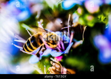 Il miele delle api lavoratore la raccolta di nettare, offuscamento artistico e colori vibranti, close up Foto Stock